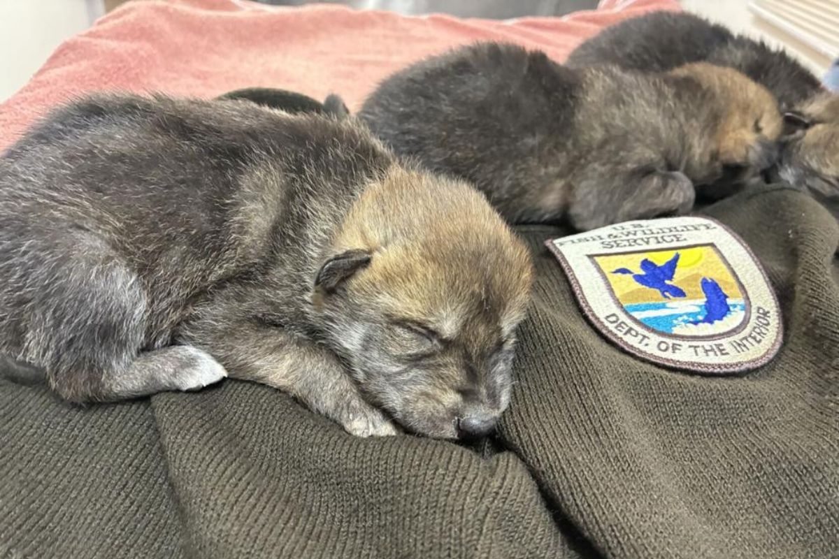 Mexican wolf pups. (U.S. Fish and Wildlife Service)