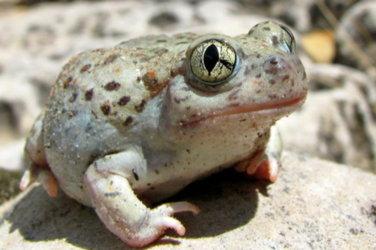 The New Mexico Spadefoot Toad is our official state amphibian. They can be found in all 33 New Mexico counties at elevations from 3,000 to over 8,500 feet. (Image by Sarah Beckwith, National Park Service)
