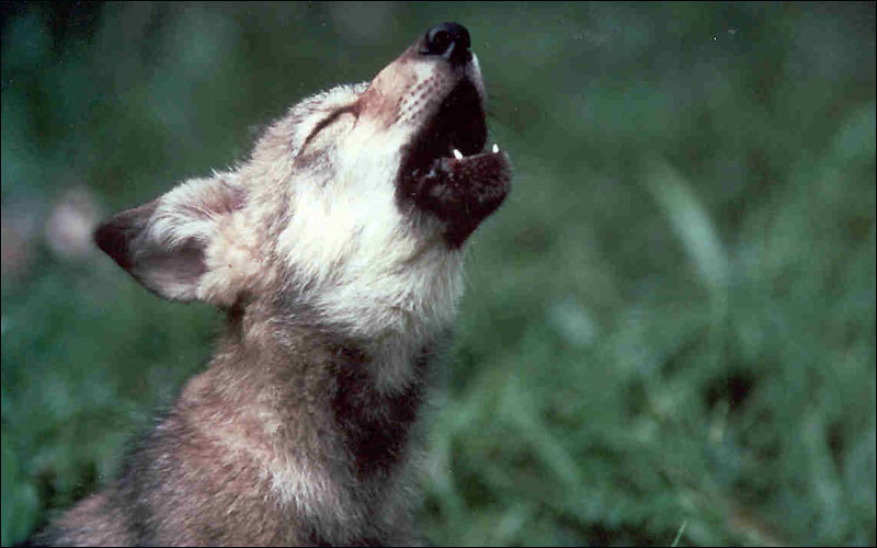 Mexican Gray wolf pup/ cc/ US Fish & Wildlife Service