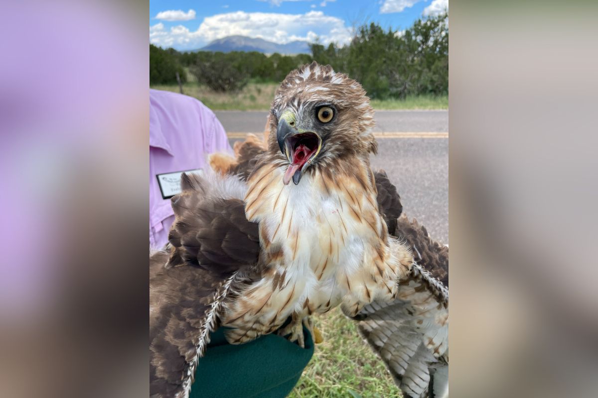 Edgewood Animal Control Officer Juan De La Rosa recently responded to a call reporting an injured bird of prey in the area. Upon arrival, Officer De La Rosa found a Red-tailed Hawk that had sustained injuries of unknown origin.