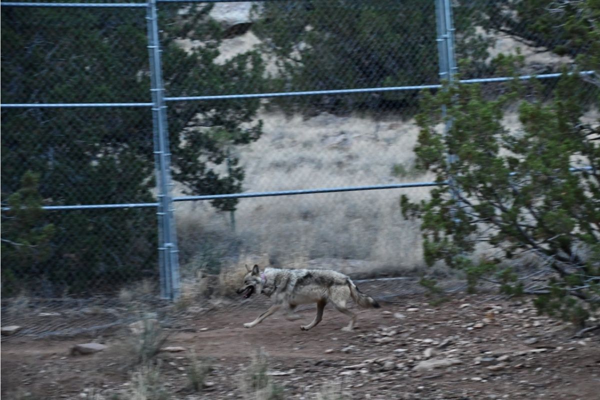 Asha seen running in her enclosure in June 2023 at the Sevilleta Mexican Wolf Management Facility in New Mexico (Mexican Wolf Interagency Field Team)