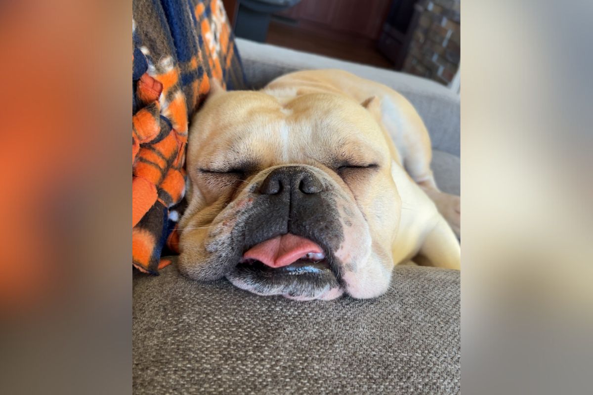 Brutus is currently in fifth place in the "No More Littering" calendar contest, which runs through Sept. 5 and invites pet owners to submit photos of their rescue dogs for $25 per entry. (East Mountain Companion Animal Project)