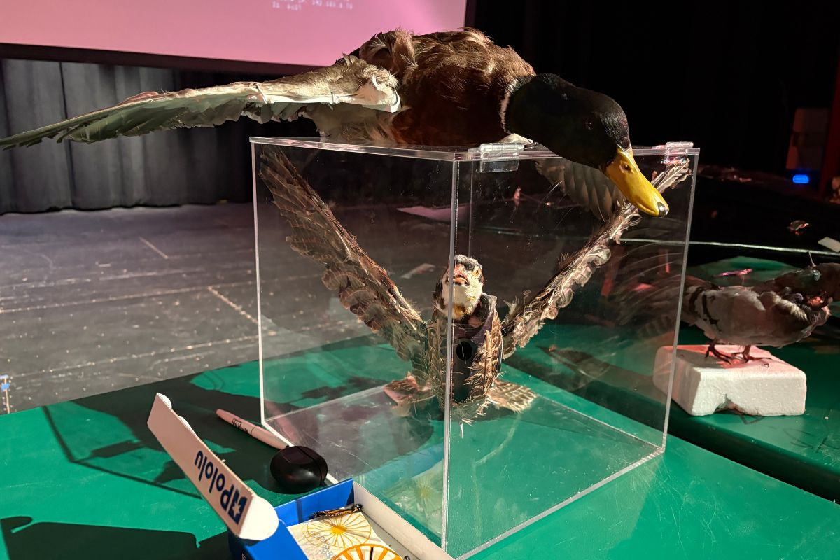 Taxidermied bird drones stand on display at Moriarty High School on Friday, Sept. 26