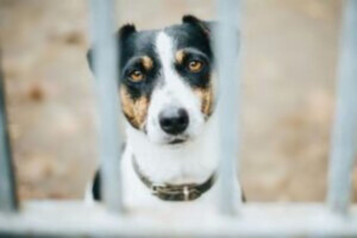 Bernalillo County officials removed 25 dogs and two cats from a South Valley home on Thursday after Bernalillo County Fire Rescue found them in poor condition. (BernCo)