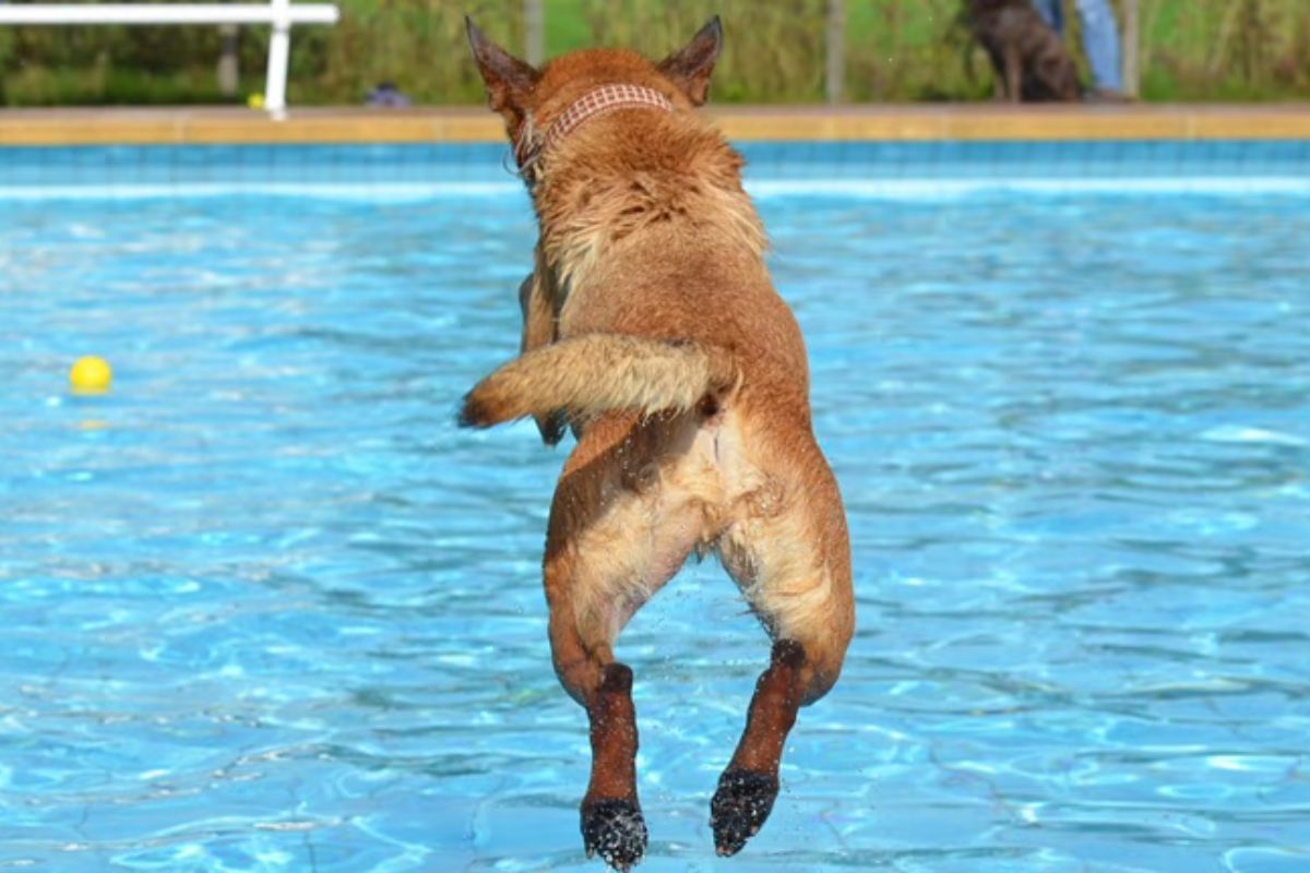 The City of Rio Rancho Parks, Recreation, and Community Services Department will host its annual Pooch Plunge and Adopt-a-thon Saturday at Haynes Pool as the outdoor swimming season comes to a close. (City of Rio Rancho)