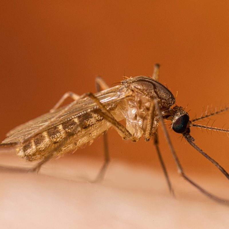 West Nile virus detected in Bernalillo County mosquitoes