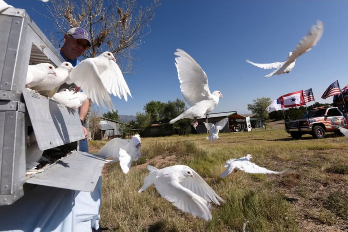 White doves will be released simultaneously across the nation, including at Wildlife West Nature Park in Edgewood, during a memorial service honoring the victims and first responders of the Sept. 11 attacks. (Wildlife West Nature Park)