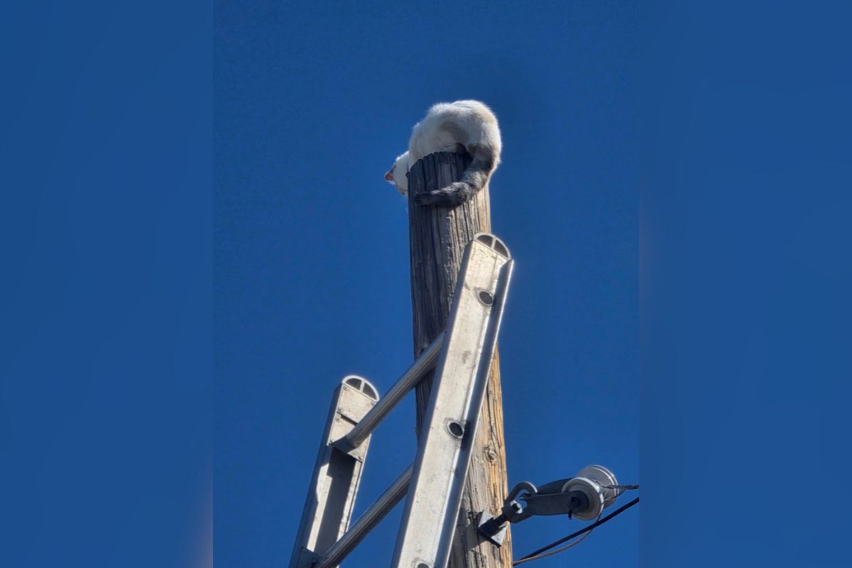 A cat found itself stranded at the top of a telephone pole in Mountainair Tuesday morning but was rescued by several agencies. (Mountainair Fire & Rescue)