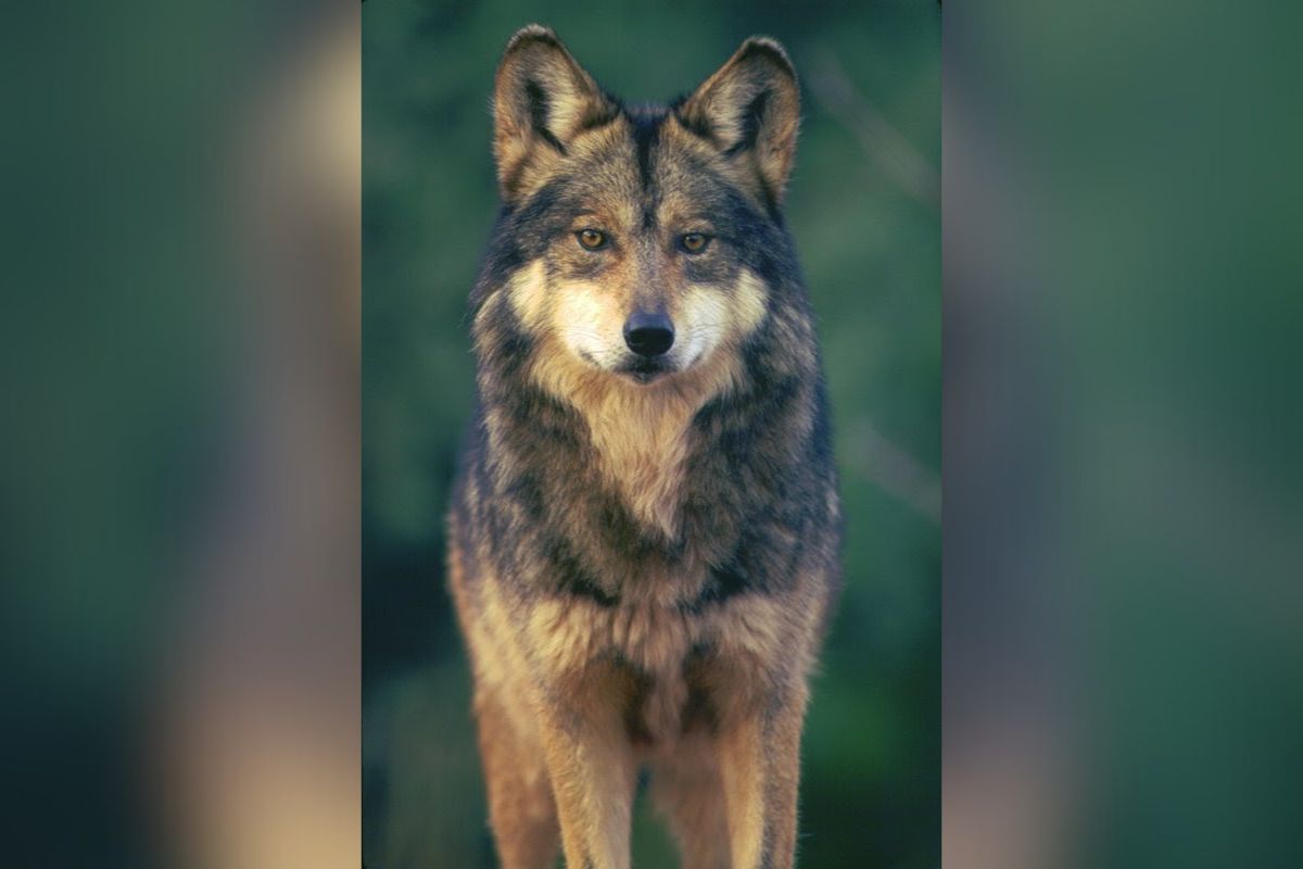 Mexican gray wolf, Canis lupus baileyi, Robin Silver