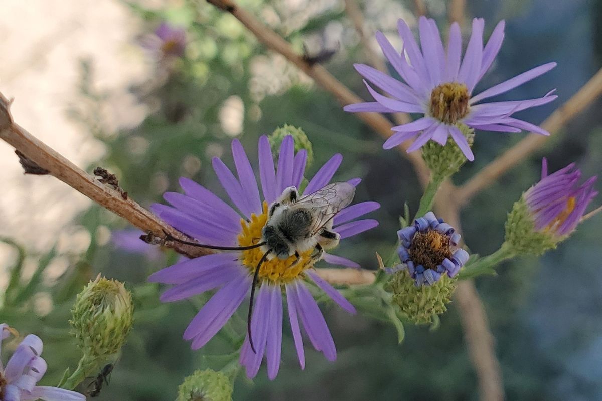 Sandoval County Cooperative Extension