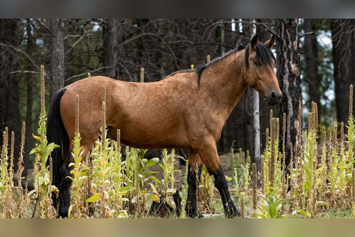 Horses in Santa Fe County are among those potentially exposed to a serious outbreak of equine herpes myeloencephalopathy, a neurologic disease that has already caused multiple horse deaths in other states, New Mexico livestock officials said Friday.