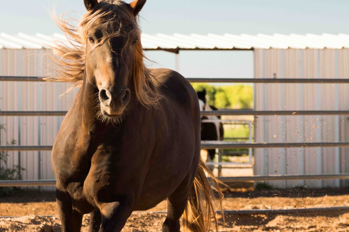The Tamaya Horse Rehab Program will hold its seventh annual Horseshoes & Heels Gala on Nov. 29 at the Hyatt Regency Tamaya Resort & Spa to raise funds for rescuing and rehabilitating abandoned horses in New Mexico.