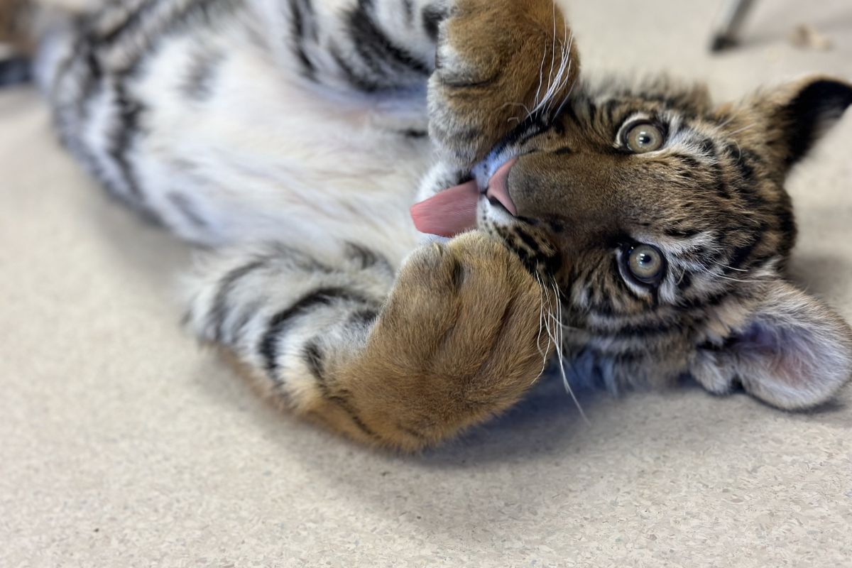 A tiger cub named Duke was transferred to the ABQ BioPark and later to the Wild Animal Sanctuary in Keenesburg, Colorado, after being found concealed inside a trailer during a shooting investigation. (Wild Animal Sanctuary)