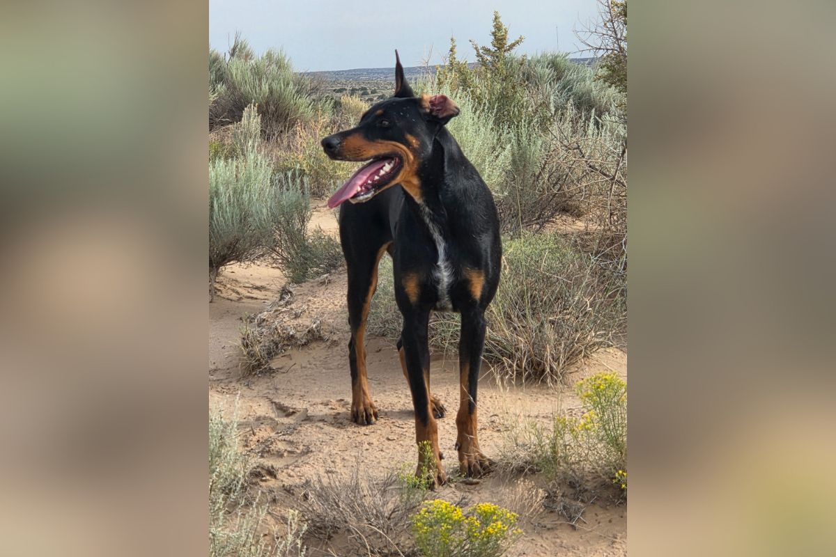 A dog was shot five times during a walk on a rural trail north of Rio Rancho on Friday, prompting a search for the shooter and a fundraising campaign to cover emergency veterinary care.