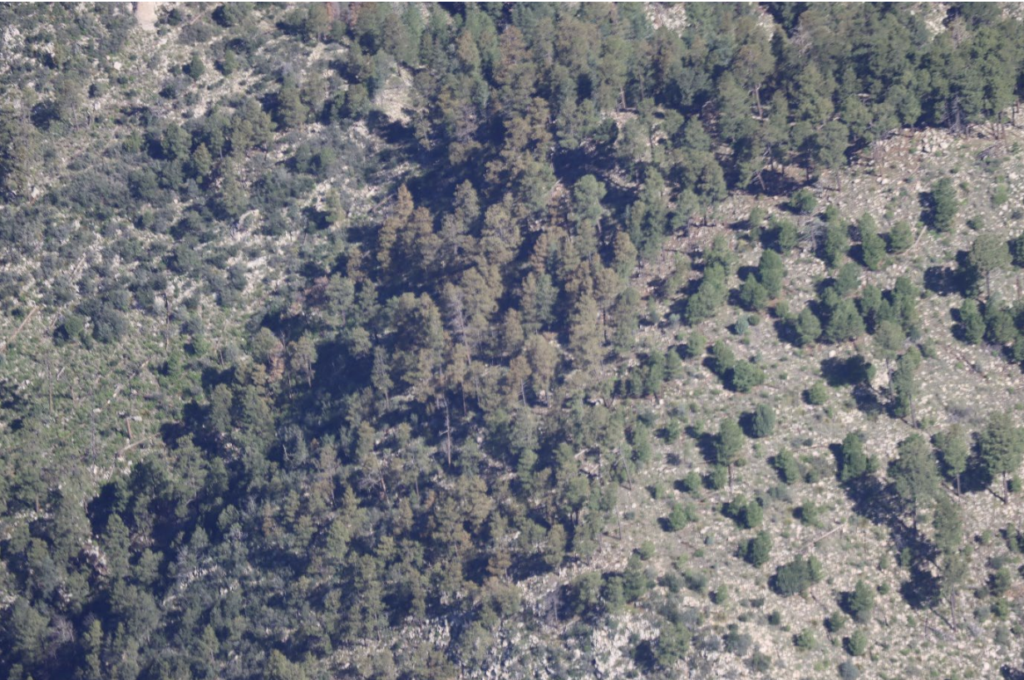 A stand of ponderosa pine discolored by drought and heat in the Capitan Mountains. Photo by Crystal Tischler, USFS.