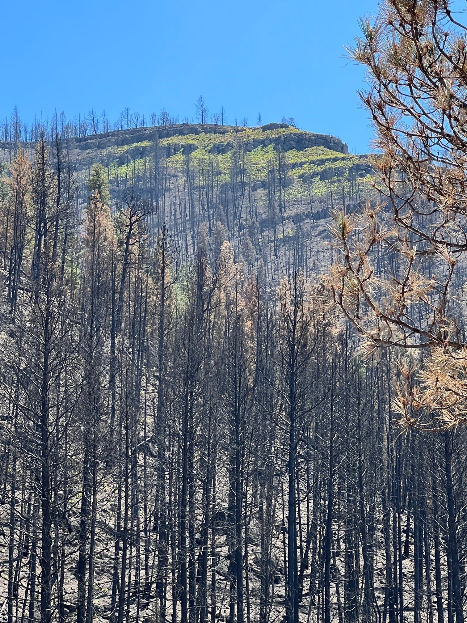 Vegetation begins to return above the burn scar left by the Hermits Peak/Calf Canyon Fire near Las Vegas on June 1, 2022. New Mexico is seeking more than $61 million from FEMA for ongoing flood control and debris removal. (Photo by Alexander Norway/U.S. Army Corps of Engineers)